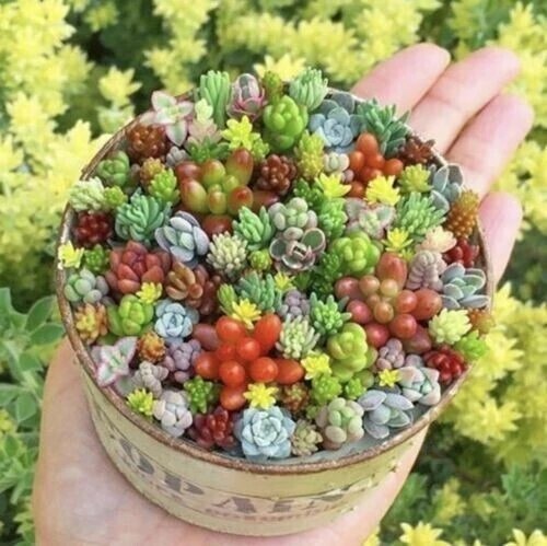 75 Mixed Cactus Succulent Seeds - Dwarf Bonsai Plant Seeds, Flowering - Image 4