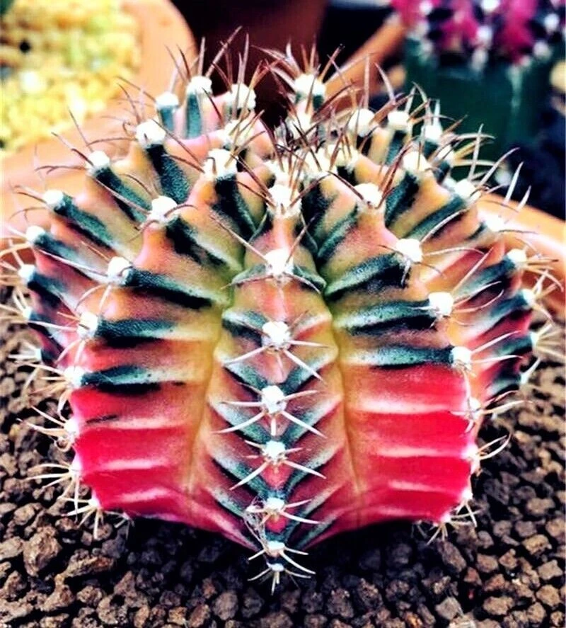 75 Mixed Cactus Succulent Seeds - Dwarf Bonsai Plant Seeds, Flowering - Image 5