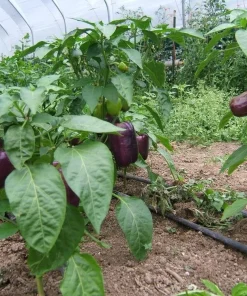 75 Purple Beauty Bell Pepper Seeds - Sweet Mild Capsicum Annuum Vegetable - Image 2