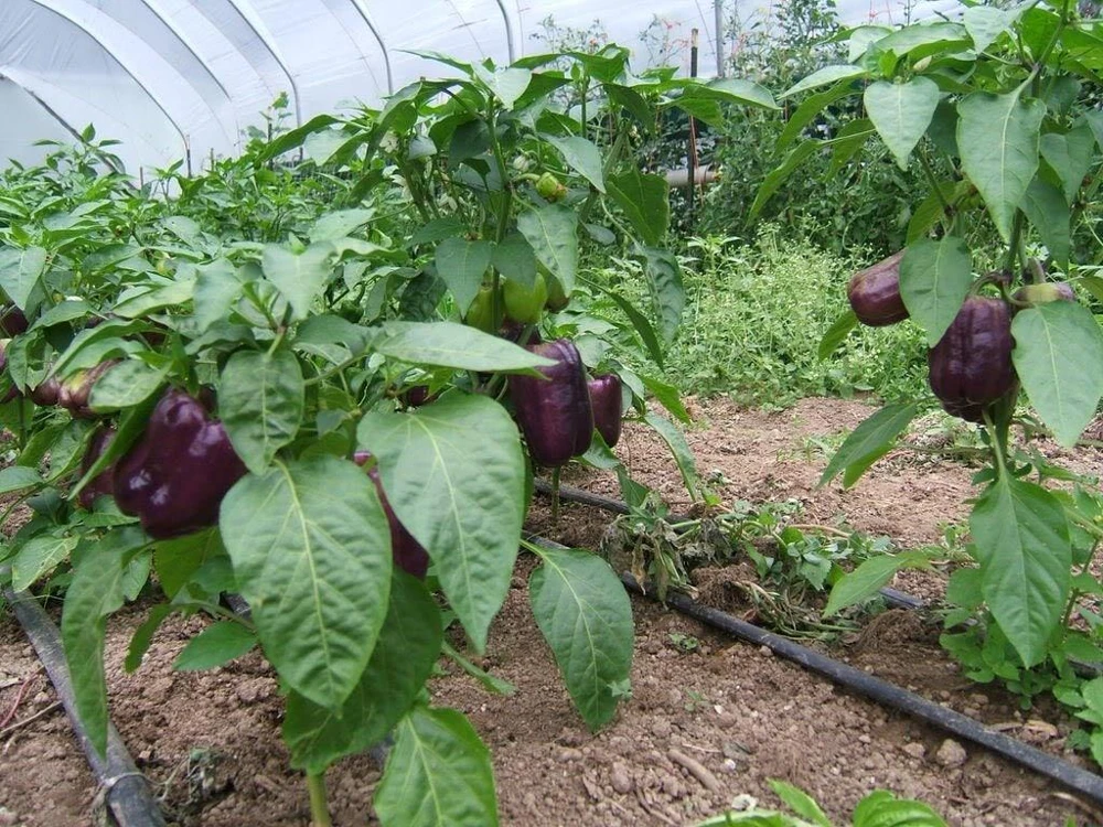 75 Purple Beauty Bell Pepper Seeds - Sweet Mild Capsicum Annuum Vegetable - Image 2