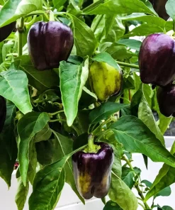 75 Purple Beauty Bell Pepper Seeds - Sweet Mild Capsicum Annuum Vegetable - Image 3