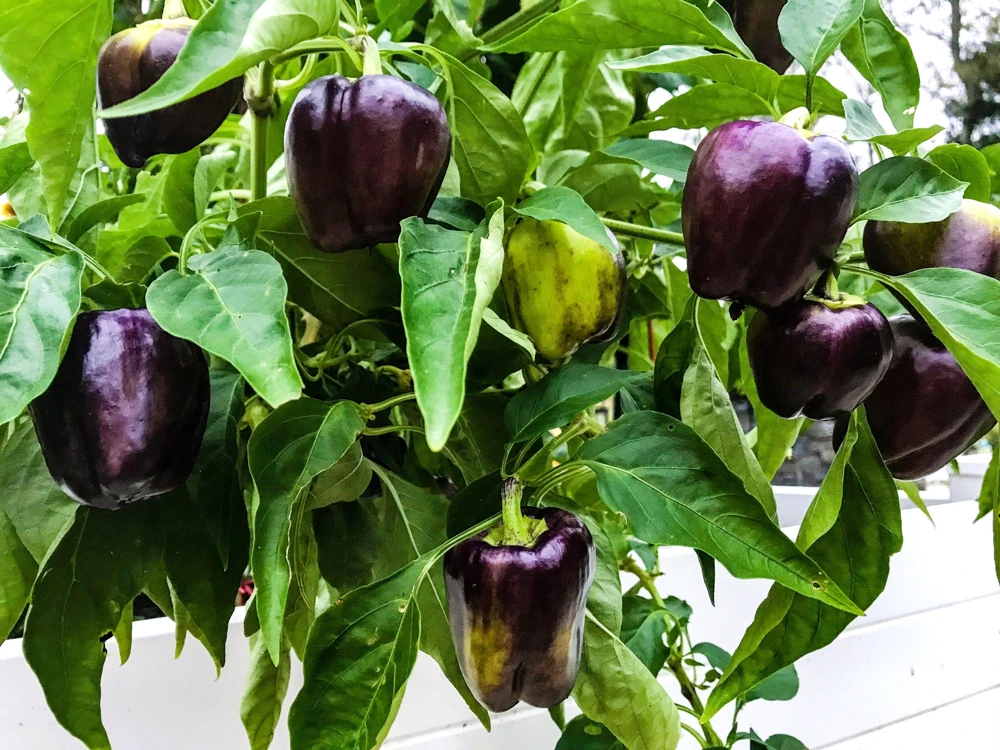 75 Purple Beauty Bell Pepper Seeds - Sweet Mild Capsicum Annuum Vegetable - Image 3