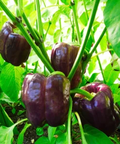 75 Purple Beauty Bell Pepper Seeds - Sweet Mild Capsicum Annuum Vegetable - Image 4