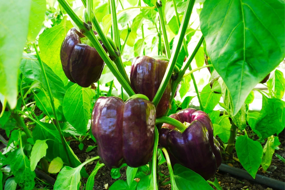 75 Purple Beauty Bell Pepper Seeds - Sweet Mild Capsicum Annuum Vegetable - Image 4
