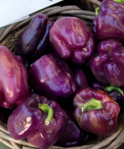 75 Purple Beauty Bell Pepper Seeds - Sweet Mild Capsicum Annuum Vegetable - Image 5