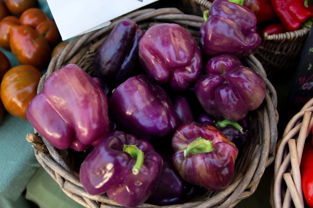 75 Purple Beauty Bell Pepper Seeds - Sweet Mild Capsicum Annuum Vegetable - Image 5