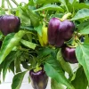 75 Purple Beauty Bell Pepper Seeds - Sweet Mild Capsicum Annuum Vegetable - Image 1