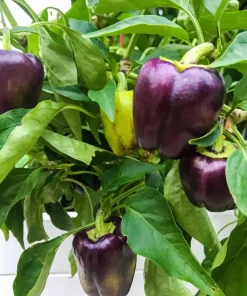 75 Purple Beauty Bell Pepper Seeds - Sweet Mild Capsicum Annuum Vegetable - Image 1