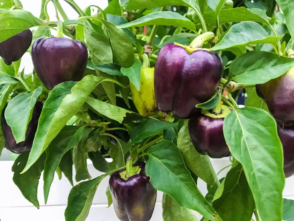 75 Purple Beauty Bell Pepper Seeds - Sweet Mild Capsicum Annuum Vegetable - Image 1