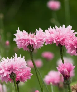 750 Pink Bachelor's Button Cornflower Seeds - Centaurea Cyanus Flower Seeds - Image 2