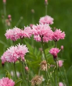 750 Pink Bachelor's Button Cornflower Seeds - Centaurea Cyanus Flower Seeds - Image 3
