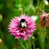 750 Pink Bachelor's Button Cornflower Seeds - Centaurea Cyanus Flower Seeds - Image 1