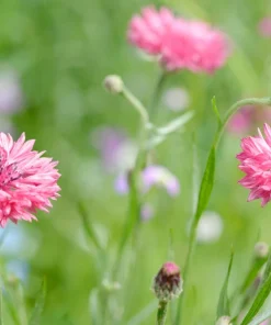 750 Pink Bachelor's Button Cornflower Seeds - Centaurea Cyanus Flower Seeds - Image 5