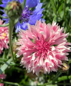 750 Pink Bachelor's Button Cornflower Seeds - Centaurea Cyanus Flower Seeds - Image 6