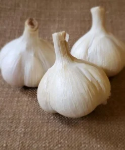 8 Count Music Hardneck Garlic Bulbs for Planting - White Garlic Tubers - Image 5