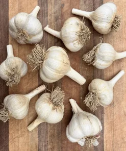 8 Count Music Hardneck Garlic Bulbs for Planting - White Garlic Tubers - Image 6