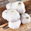 8 Count Music Hardneck Garlic Bulbs for Planting - White Garlic Tubers - Image 1