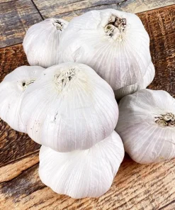 8 Count Music Hardneck Garlic Bulbs for Planting - White Garlic Tubers - Image 1