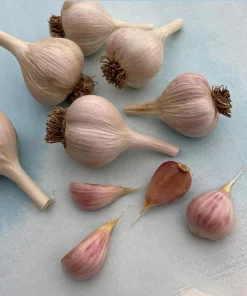 8 Count Music Hardneck Garlic Bulbs for Planting - White Garlic Tubers - Image 7