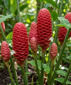 8 Fresh Shampoo Ginger Rhizomes (Zingiber zerumbet) - Awapuhi Live Plant Bulbs - Image 2