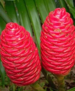 8 Fresh Shampoo Ginger Rhizomes (Zingiber zerumbet) - Awapuhi Live Plant Bulbs - Image 4