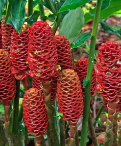 8 Fresh Shampoo Ginger Rhizomes (Zingiber zerumbet) - Awapuhi Live Plant Bulbs - Image 5