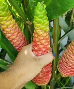 8 Fresh Shampoo Ginger Rhizomes (Zingiber zerumbet) - Awapuhi Live Plant Bulbs - Image 6