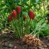 8 Fresh Shampoo Ginger Rhizomes (Zingiber zerumbet) - Awapuhi Live Plant Bulbs - Image 1