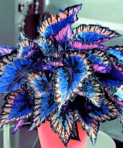 80 Mixed Colors Coleus Seeds – Beautiful Flowering Foliage Plant Seeds - Image 2