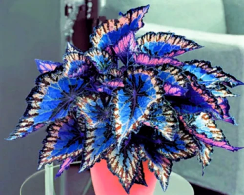 80 Mixed Colors Coleus Seeds – Beautiful Foliage Plant Seeds – Indoor/Outdoor - Image 3