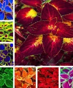 80 Mixed Colors Coleus Seeds – Beautiful Foliage Plant Seeds – Indoor/Outdoor - Image 4