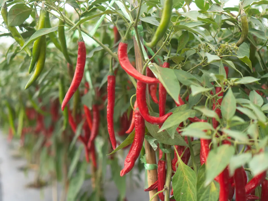 Hot Peppers (Capsicum annuum)