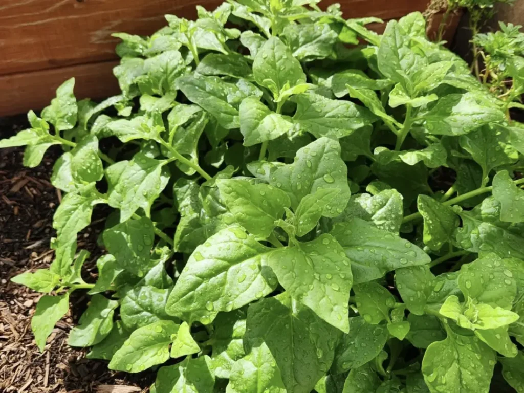 New Zealand Spinach (Tetragonia tetragonioides)