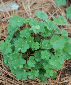 Dwarf Lady's Mantle - Alchemilla erythropoda - Live Plant in 3.5 Inch Pot