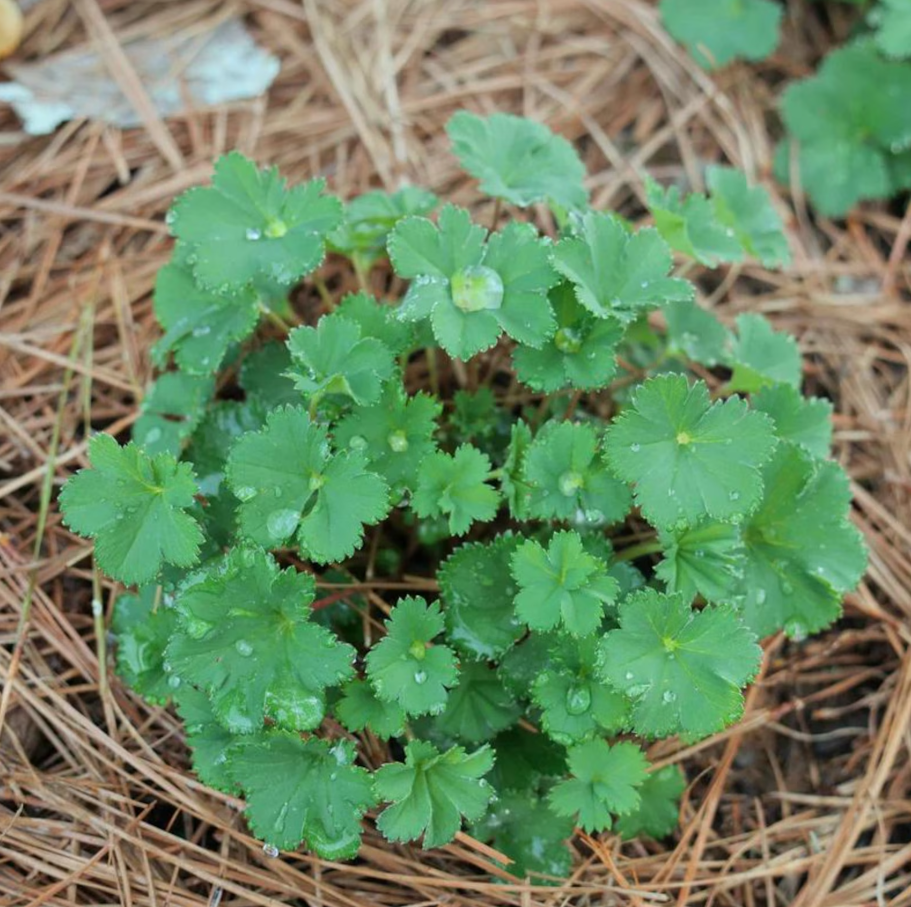 Dwarf Lady's Mantle - Alchemilla erythropoda - Live Plant in 3.5 Inch Pot