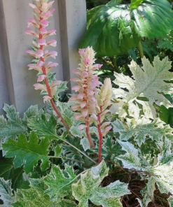 Bear's Breeches 'Whitewater' - Acanthus - Live Plant in 1 Quart Pot