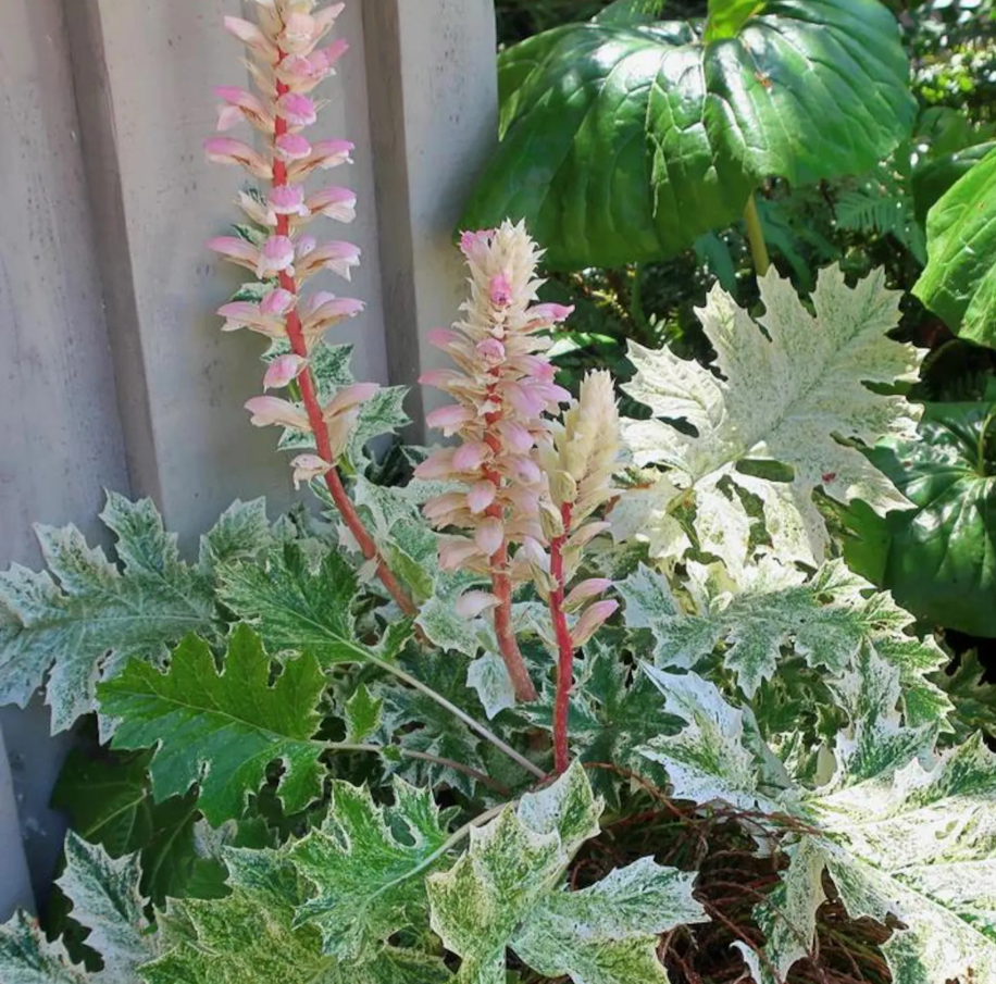 Bear's Breeches 'Whitewater' - Acanthus - Live Plant in 1 Quart Pot
