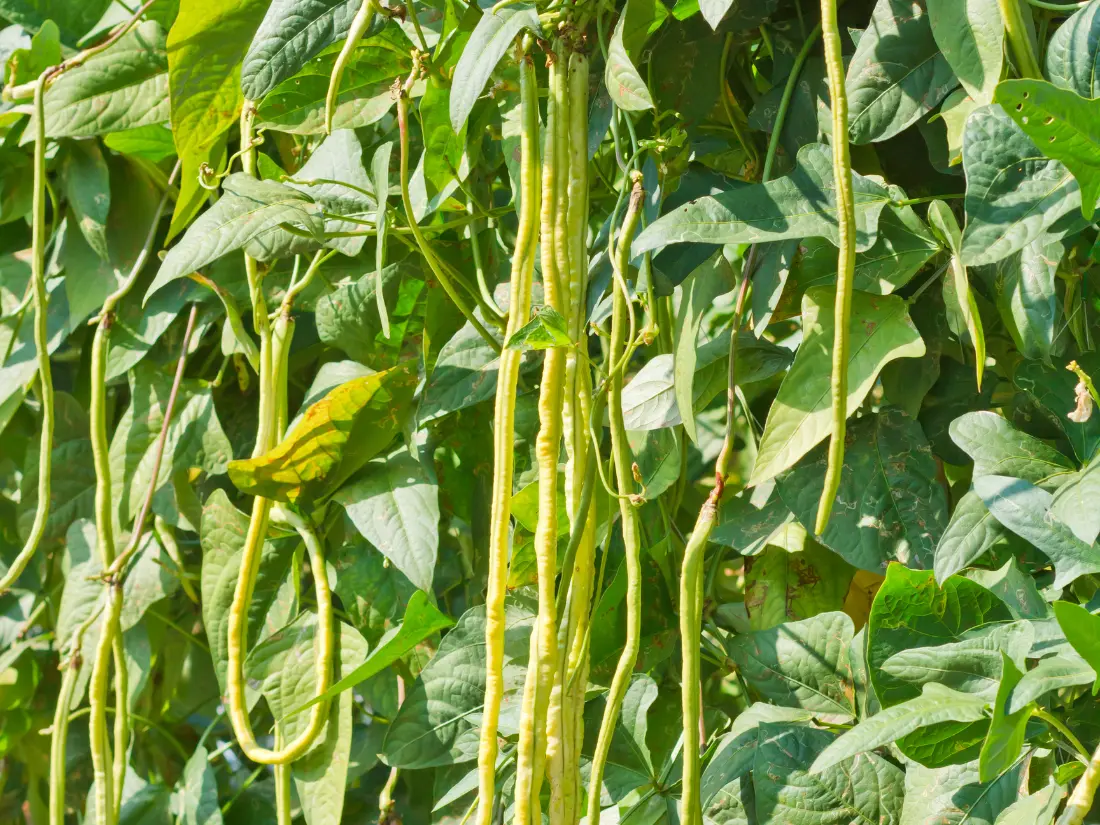 Southern Peas (Vigna unguiculata)