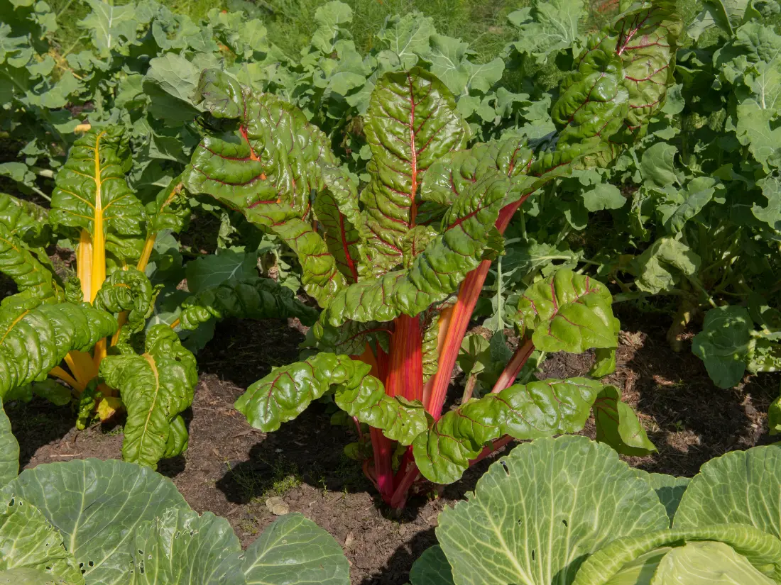 Swiss Chard (Beta vulgaris subsp. vulgaris)