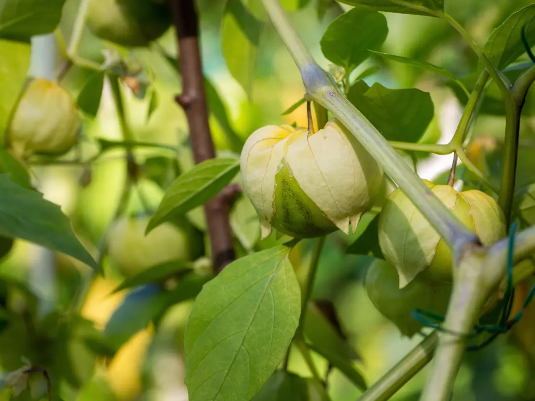 Tomatillos (Physalis philadelphica)