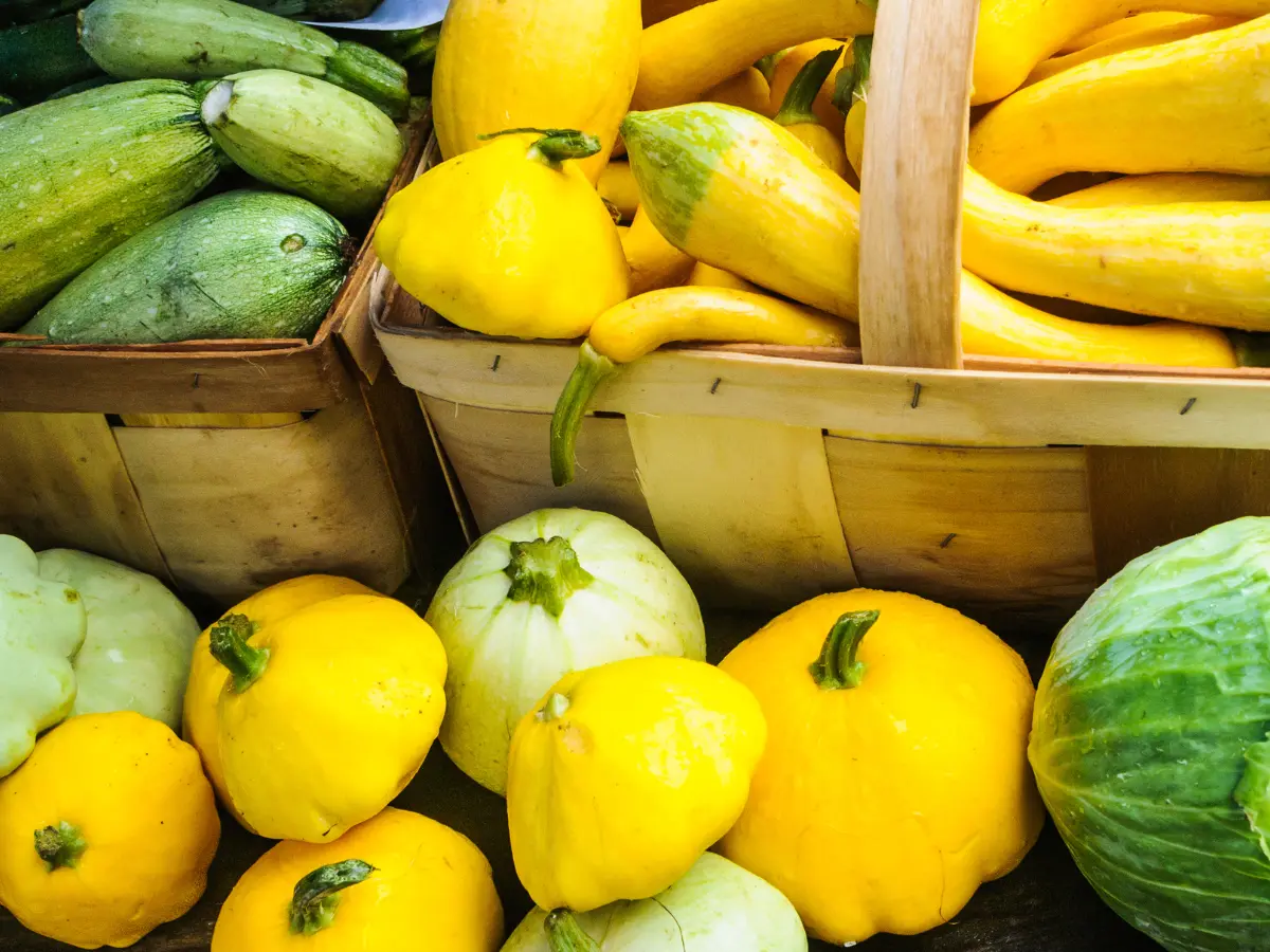 Yellow squash varieties