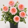 Abraham Darby English Rose Plant – Live Bush – 4-6" Tall – Fragrant Apricot Blooms - Image 1