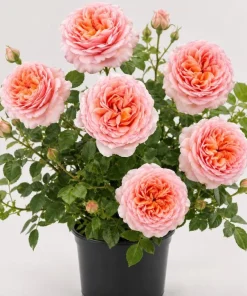 Abraham Darby English Rose Plant – Live Bush – 4-6" Tall – Fragrant Apricot Blooms - Image 1