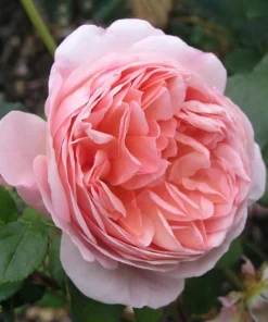 Abraham Darby English Rose Plant – Live Bush – 4-6" Tall – Fragrant Apricot Blooms - Image 2