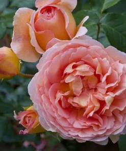 Abraham Darby English Rose Plant – Live Bush – 4-6
