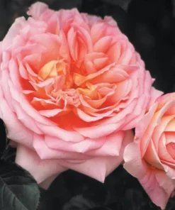 Abraham Darby English Rose Plant – Live Bush – 4-6