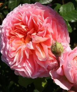 Abraham Darby English Rose Plant – Live Bush – 4-6