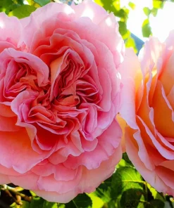 Abraham Darby English Rose Plant – Live Bush – 4-6