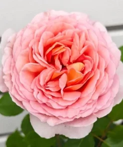 Abraham Darby English Rose Plant – Live Bush – 4-6