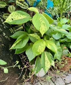 Acalypha Wilkesiana Live Plant – Copper Leaf Shrub – Outdoor Foliage Plant - Image 2